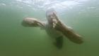 Polish Pavilion At Venice Biennale Explores Fluidity Of Language With Film Recorded Underwater