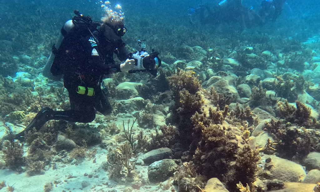 Shipwrecks linked to the ‘golden age of piracy’ discovered in the Bahamas