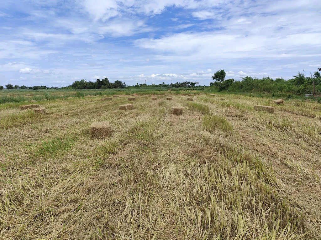 Forget bamboo. This startup wants the next toilet paper to be made from rice straw
