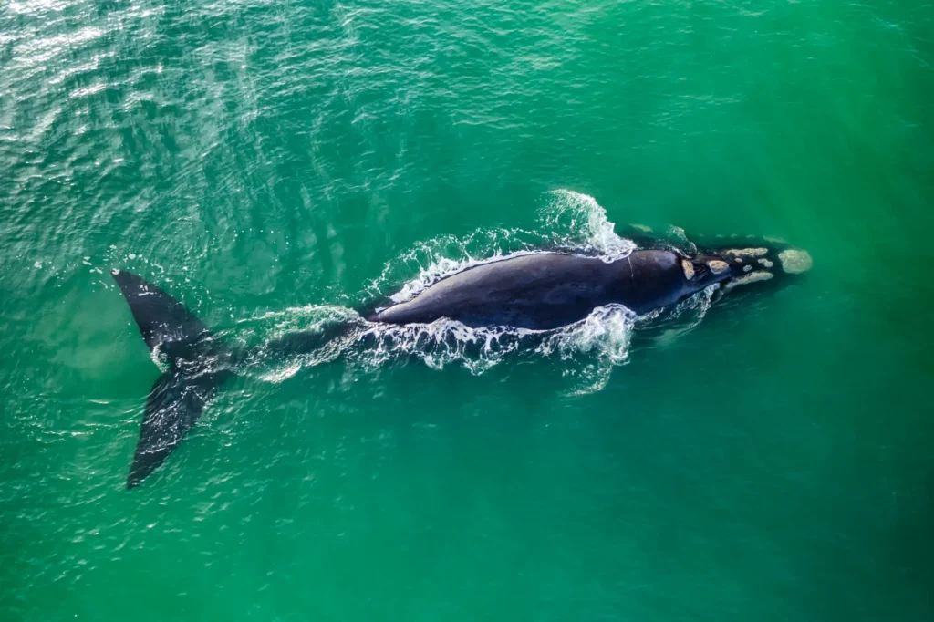 How Marine Electronics Could Save North Atlantic Right Whales