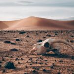 Super-Sized El Niño Projected to Cause Over 450,000 Heat Deaths by February 2027