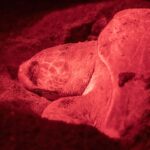 Second Sea Turtle Nesting on Southern California Beach Marks Positive Trend for Conservation