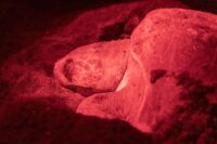 Second Sea Turtle Nesting on Southern California Beach Marks Positive Trend for Conservation