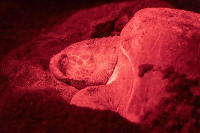 Second Sea Turtle Nesting on Southern California Beach Marks Positive Trend for Conservation