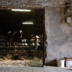 Escalation of US Tariffs on Canadian Dairy Farmers Impacts Exports