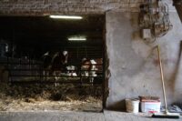 Escalation of US Tariffs on Canadian Dairy Farmers Impacts Exports
