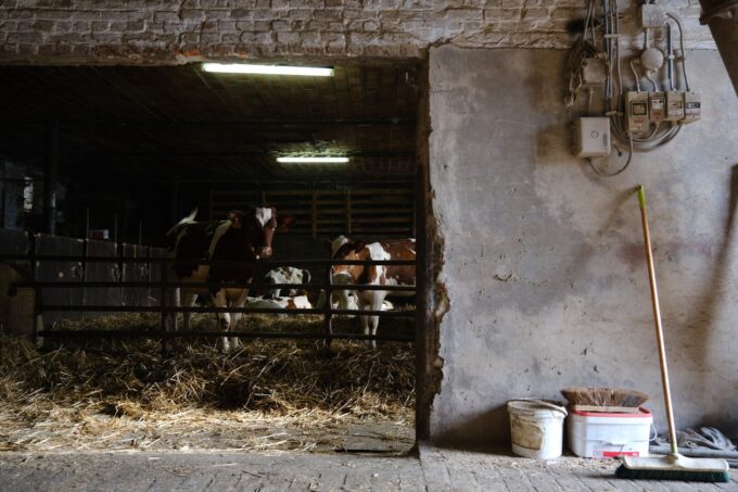 Escalation of US Tariffs on Canadian Dairy Farmers Impacts Exports