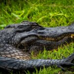 Former ‘Alligator Alcatraz’ Detainee Reveals Inhumane Treatment in Confinement