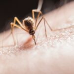 Dengue-Carrying Mosquitoes Expand Their Reach into Florida