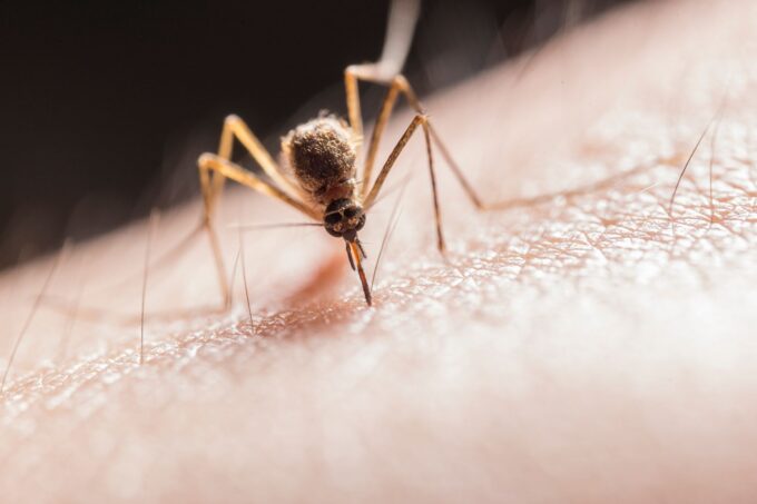 Dengue-Carrying Mosquitoes Expand Their Reach into Florida