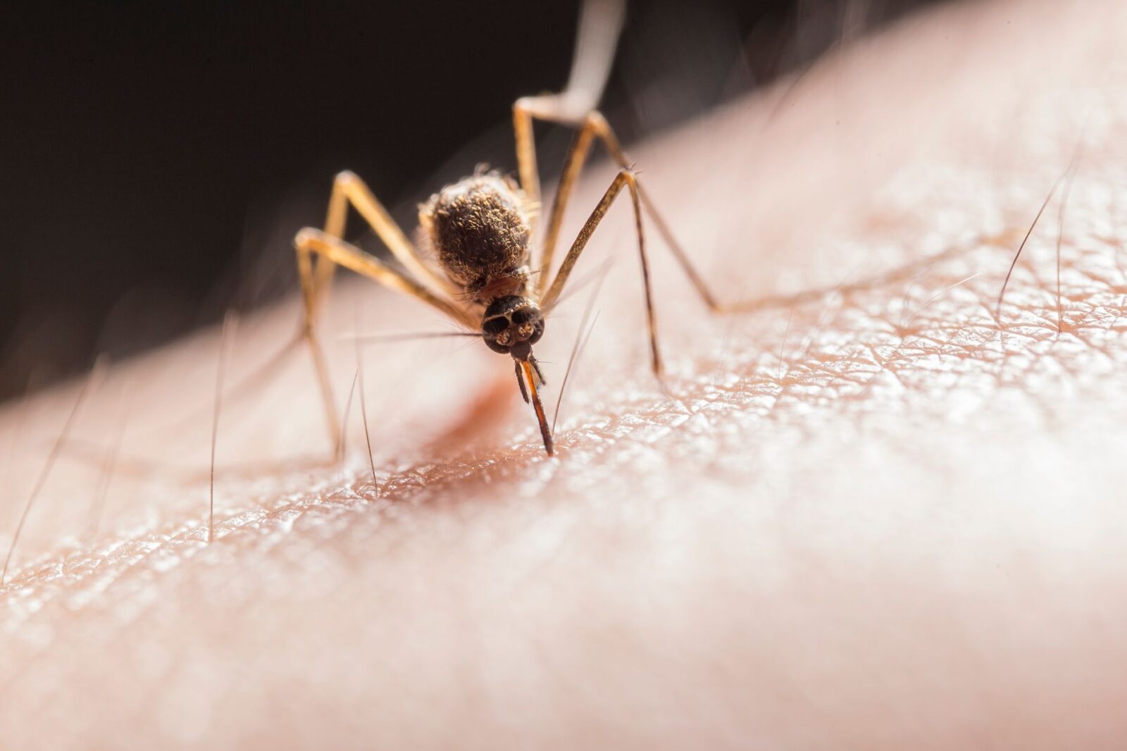 Dengue Fever Emergency Declared in Tampa Bay Area