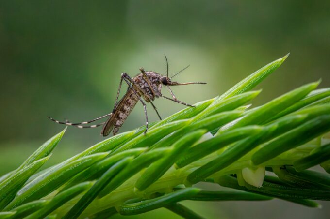 Florida Reports First Recorded Death from Dengue Fever Amid Outbreak