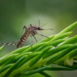 First Recorded Death from Tropical Disease in Southern US Raises Public Health Alarm