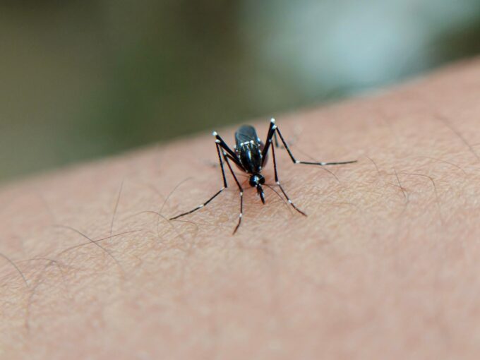 Florida Counties Declare State of Emergency Amid Rising Dengue Fever Cases