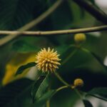 Oxford Police Investigate Deaths of Two University Students Linked to Kratom Use