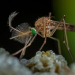 Florida County Declares State of Emergency Amid Rising Dengue Fever Cases