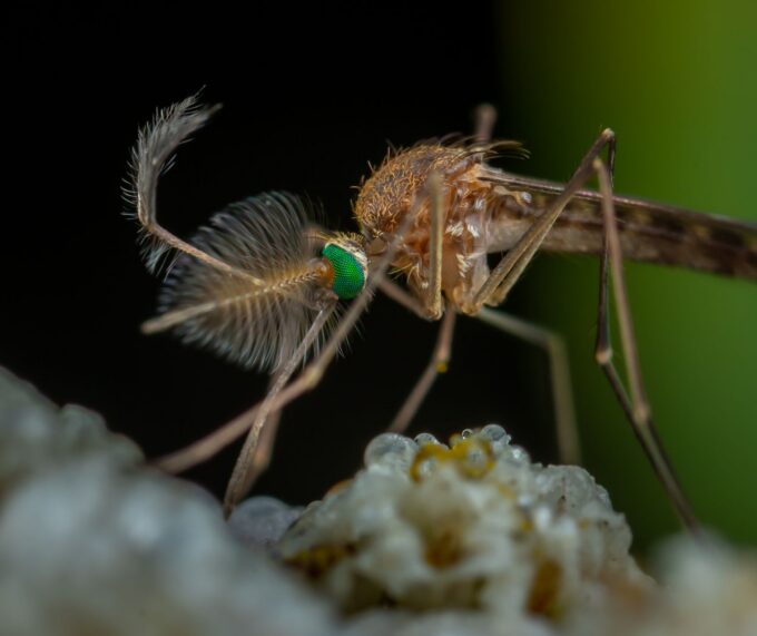 Florida County Declares State of Emergency Amid Rising Dengue Fever Cases