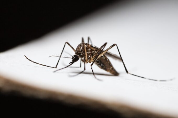 Surge in Dengue Fever Cases in Florida Raises Public Health Concerns