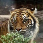 New Cat Species Identified in Bolivia: A Milestone for Biodiversity