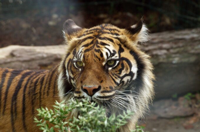 New Cat Species Identified in Bolivia: A Milestone for Biodiversity