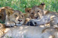 Suspected Poisoning Claims Lives of Ten Lions in Tanzania Wildlife Park
