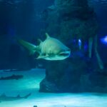 Fatal Shark Attack at Sorrento Beach Raises Public Safety Concerns
