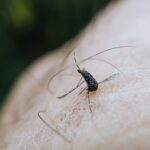 Public Safety Concerns Rise in Hillsborough County Amid Dengue Fever Emergency Declaration