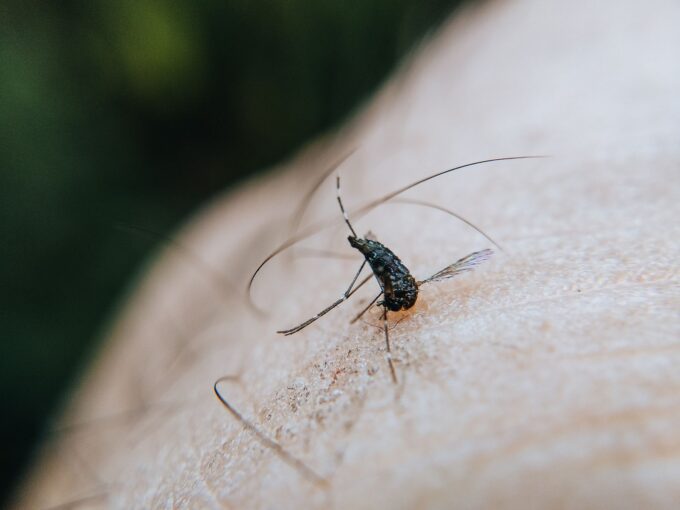 Public Safety Concerns Rise in Hillsborough County Amid Dengue Fever Emergency Declaration