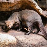 Discovery of New Cat Species, Leopardus tilcayo, in Bolivia Marks Biodiversity Milestone