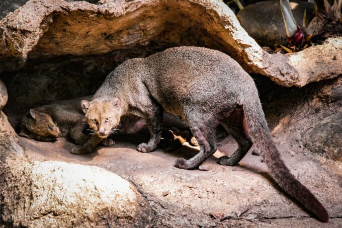 Bolivia Discovers New Tiger Cat Species, a Milestone in Biodiversity