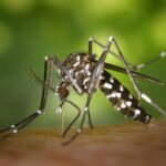 States of Emergency Declared in Florida Counties Amid Rising Dengue Fever Cases