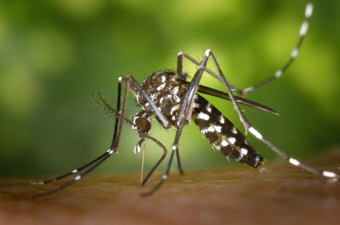 Clearwater Launches Mosquitofish Initiative to Combat Dengue Fever