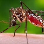 Florida's Dengue Outbreak Declared Largest in Decades, Prompting Emergency Measures