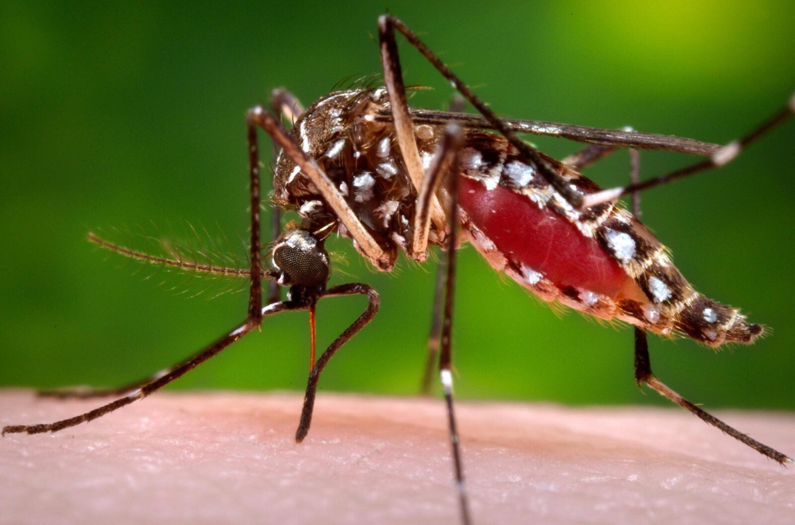 Florida's Dengue Outbreak Declared Largest in Decades, Prompting Emergency Measures