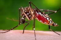 Florida's Dengue Outbreak Declared Largest in Decades, Prompting Emergency Measures