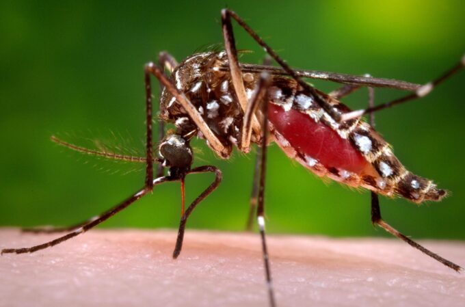 Florida's Dengue Outbreak Declared Largest in Decades, Prompting Emergency Measures