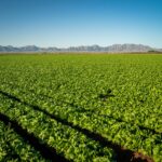 Cyclospora Detected at Mexican Farm Linked to Lettuce Outbreak