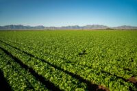 Cyclospora Detected at Mexican Farm Linked to Lettuce Outbreak