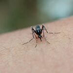 Florida's Dengue Outbreak Confirmed as Largest in Decades