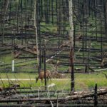 Supreme Court to Hear Landmark Climate Change Case Linked to Colorado Wildfire