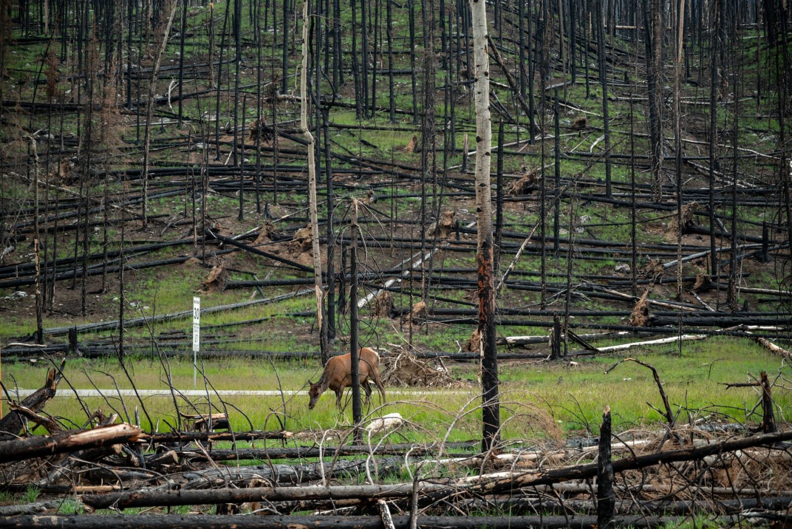 Supreme Court to Hear Landmark Climate Change Case Linked to Colorado Wildfire