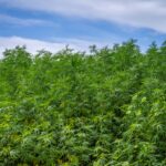 Hemp THC Industry Mobilizes Against Looming Federal Ban