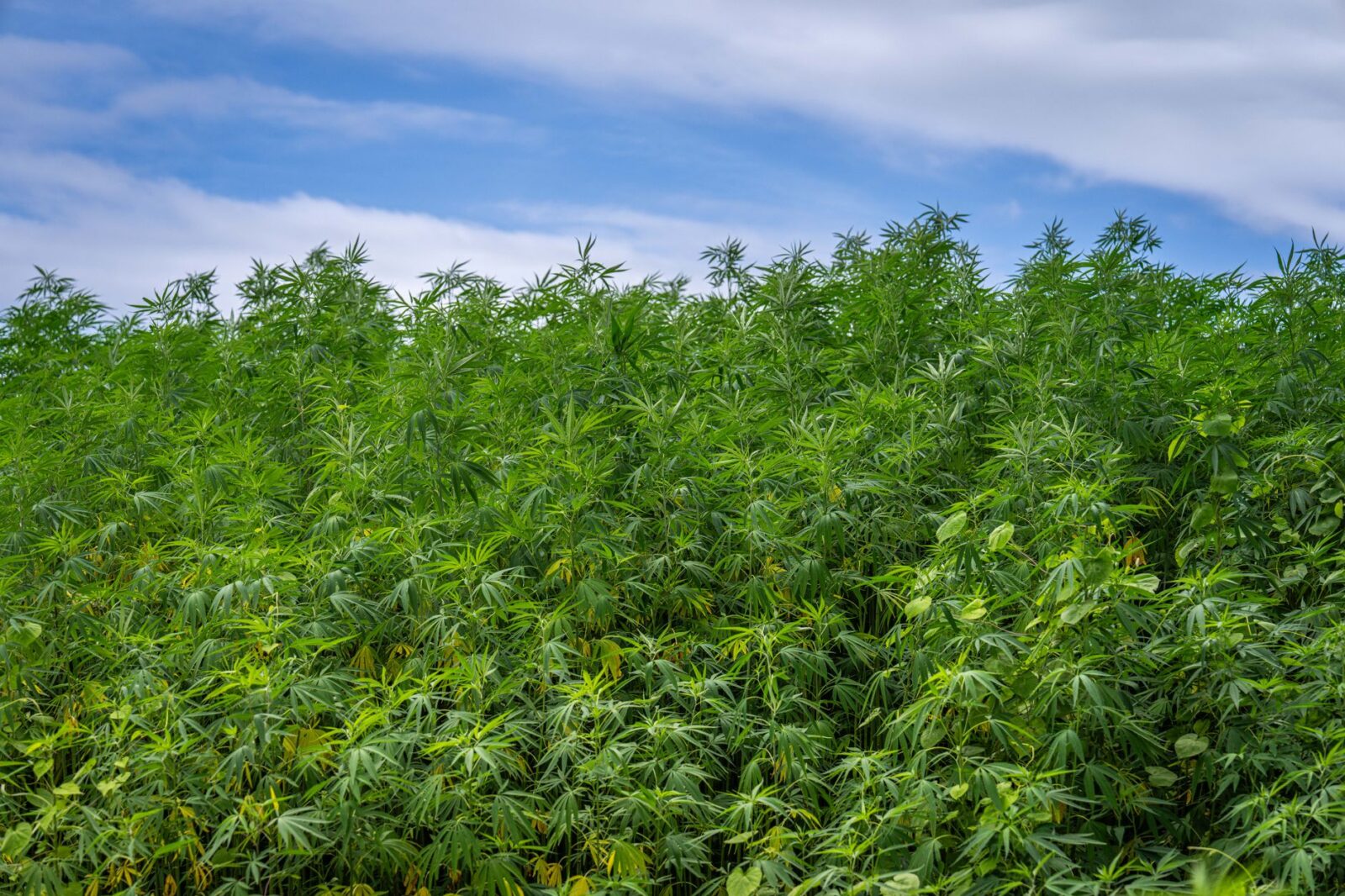 Hemp THC Industry Mobilizes Against Looming Federal Ban