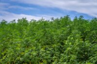 Hemp THC Industry Mobilizes Against Looming Federal Ban