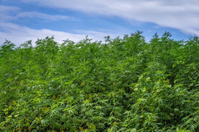 Hemp THC Industry Mobilizes Against Looming Federal Ban
