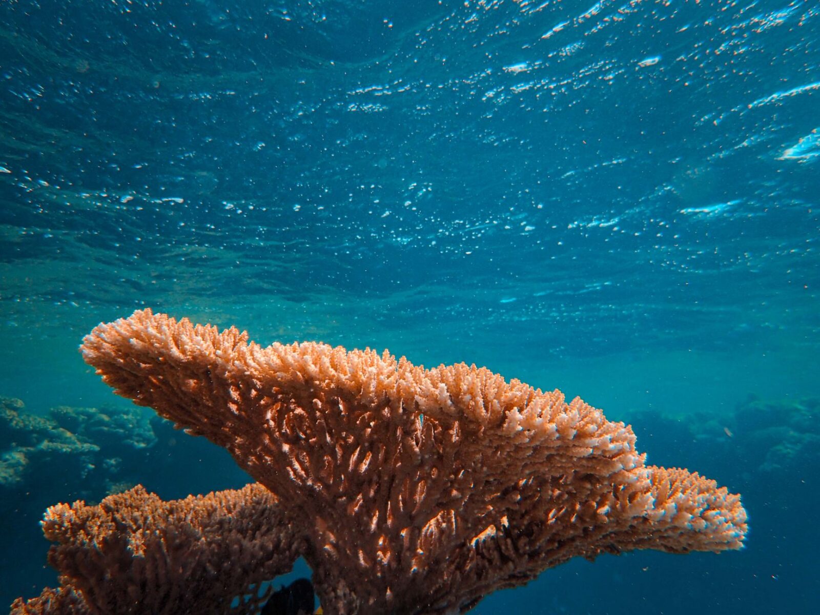 Florida Scientists Develop Underwater Umbrellas to Shield Coral Reefs
