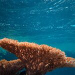 Underwater Umbrellas Show Promise in Combatting Coral Bleaching
