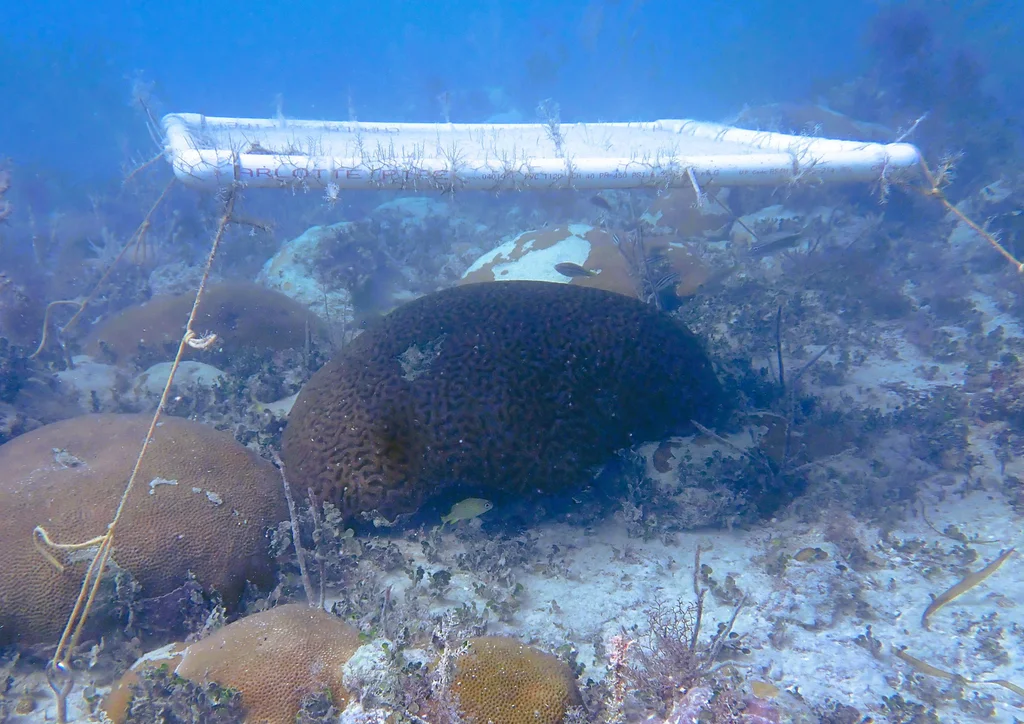 These underwater umbrellas can shade coral reefs to protect them from bleaching