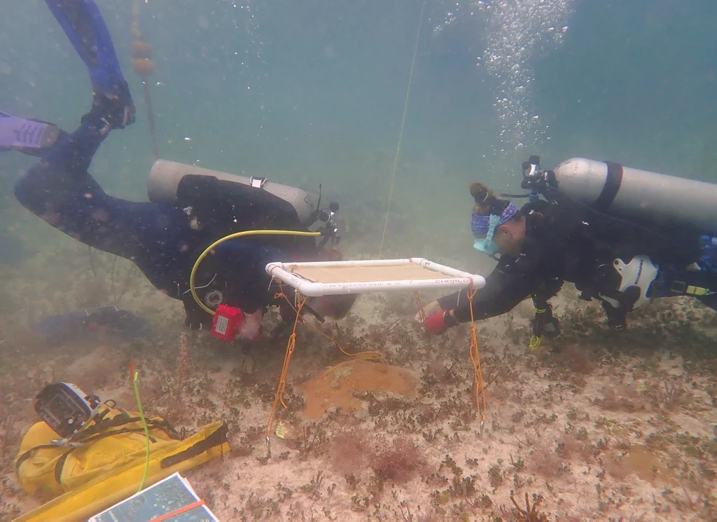 These underwater umbrellas can shade coral reefs to protect them from bleaching