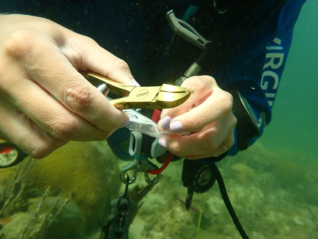 These underwater umbrellas can shade coral reefs to protect them from bleaching